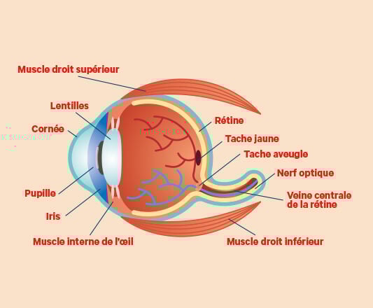 Anatomie de l'œil